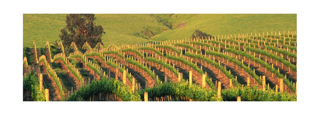 Novo decreto lei sobre direitos de plantação