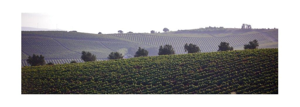 A melhor vindima em Lisboa dos últimos 20 anos