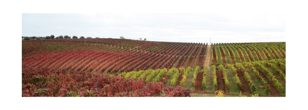 Alentejo com menos uva mas com qualidade muito boa em 2015.