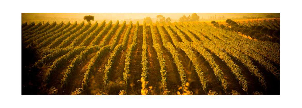 Aquecimento global pode alterar a produção de vinho