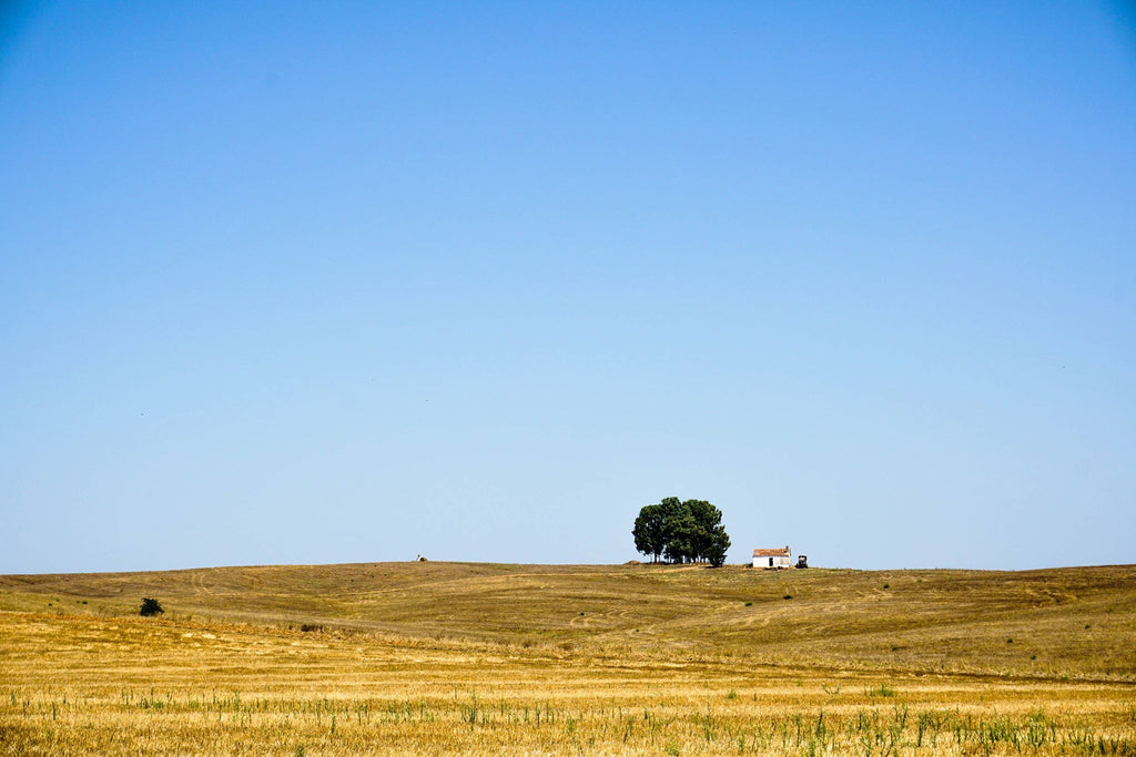 Queres saber mais sobre o vinho alentejano? Não percas a oportunidade no Alentejo Wine Market