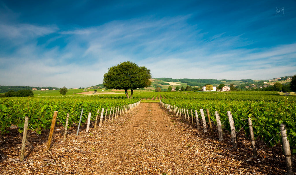 Viticultura e alterações climáticas. Parte 2 – Sustentabilidade: o novo normal?