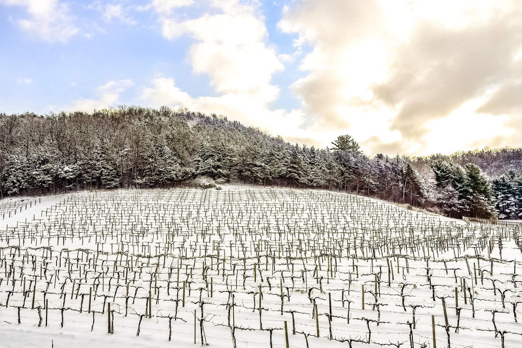 Vinicultura e alterações climáticas: Parte 1 – reféns ou também cúmplices?