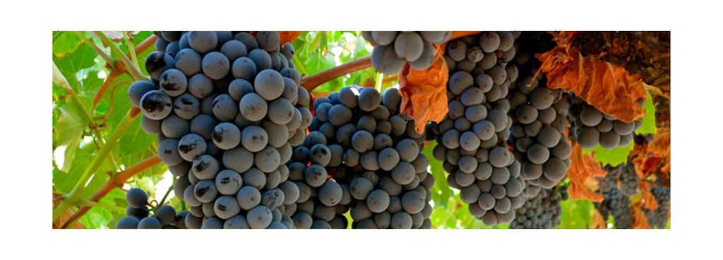 Touriga nacional nomeada embaixadora dos vinhos de Portugal.