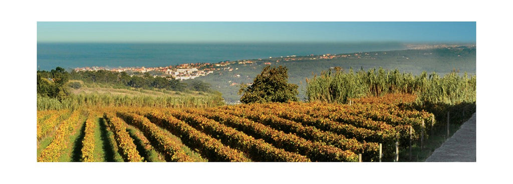Vinhos de Lisboa crescem mais de 25%