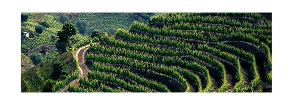 INE antevê uma queda de 20% na produtividade vinícola