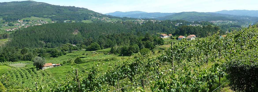 Soalheiro, variações sobre a Alvarinho