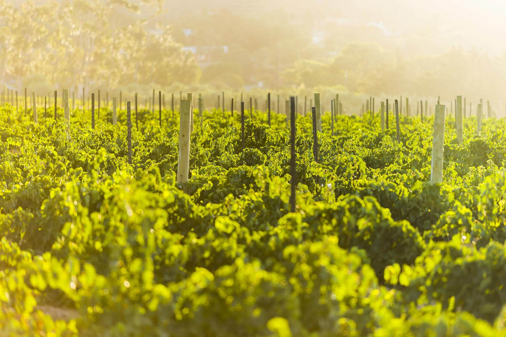Alterações climáticas: o que vai mudar na produção de vinho